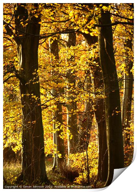 sunlit autumn woodland Print by Simon Johnson