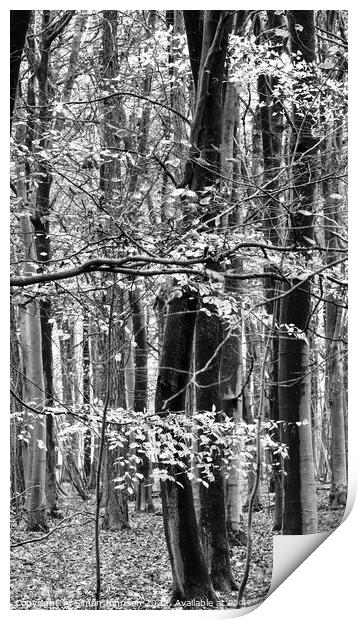 Woodland in monochrome  Print by Simon Johnson