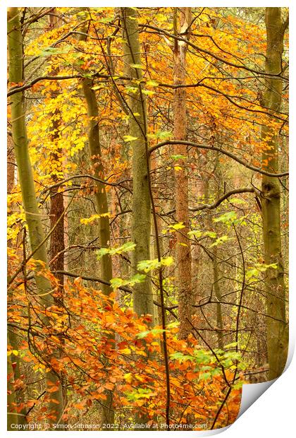 December Autumn  Print by Simon Johnson