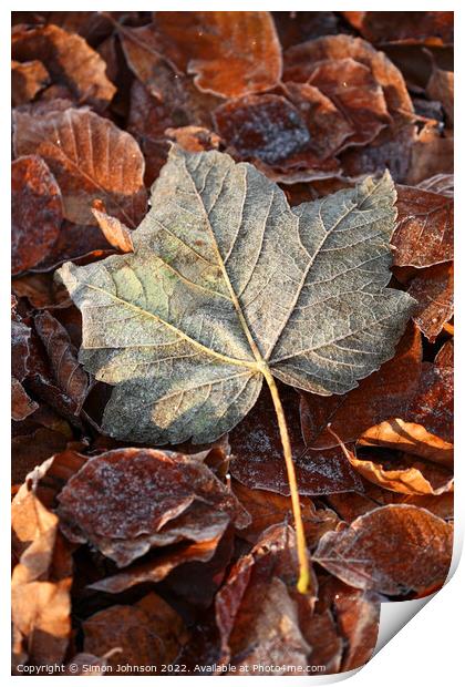 Frosted leaf Print by Simon Johnson