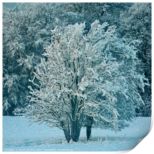 Frosted tree Print by Simon Johnson