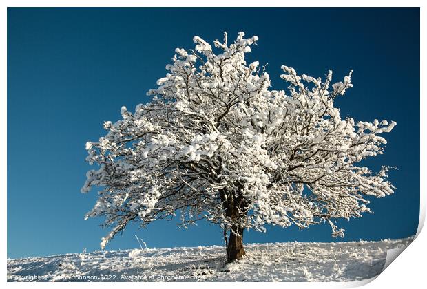 winter tree Print by Simon Johnson