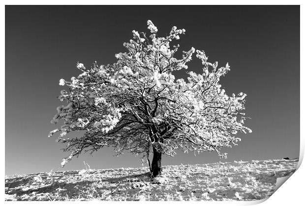 Frosted tree  In monochrome  Print by Simon Johnson