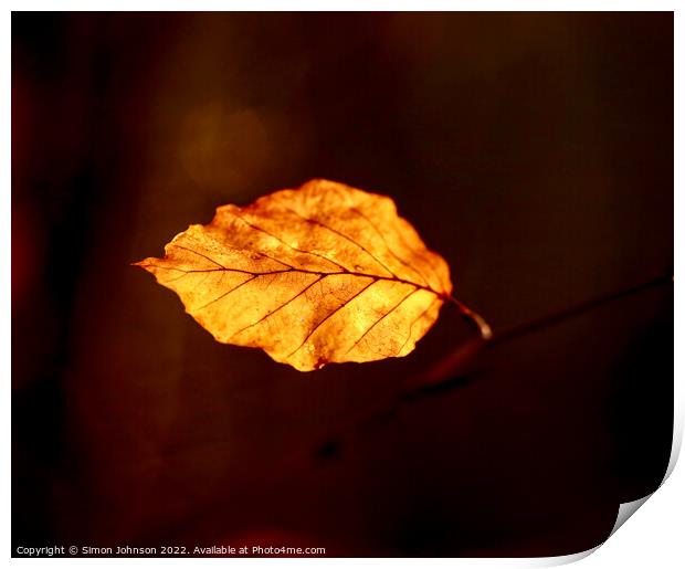 Sunlit leaf Print by Simon Johnson
