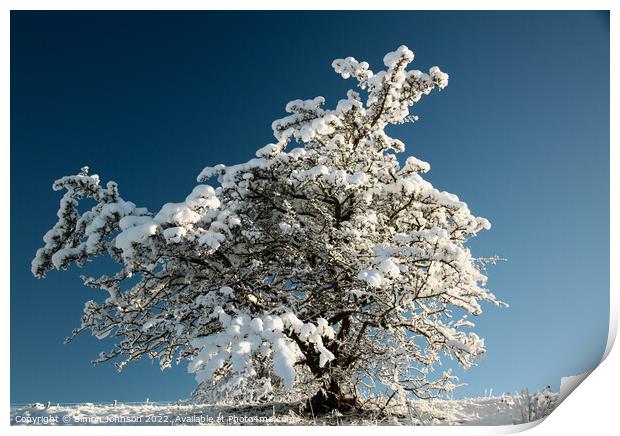 Frosted tree  Print by Simon Johnson