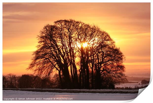 sunrise trees Print by Simon Johnson