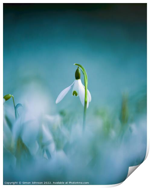 Snowdrop flower  Print by Simon Johnson