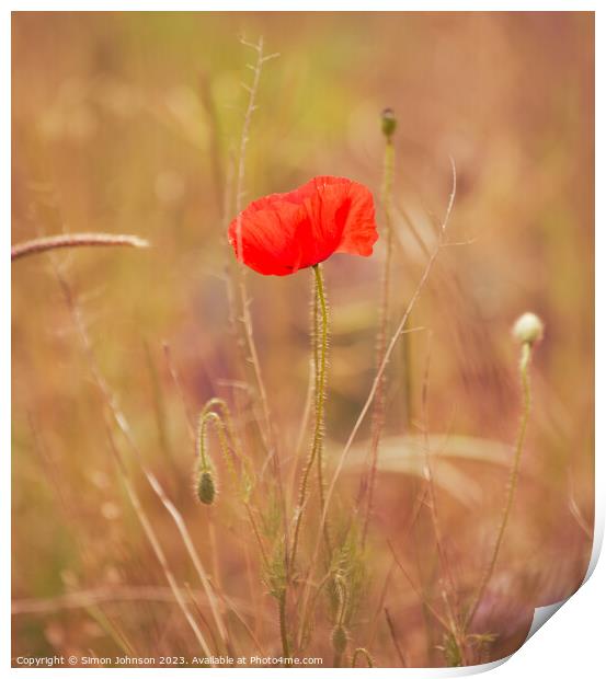 Poppy flower Print by Simon Johnson