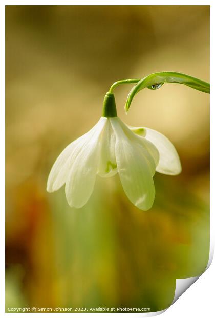 Snowdrop flowers  Print by Simon Johnson