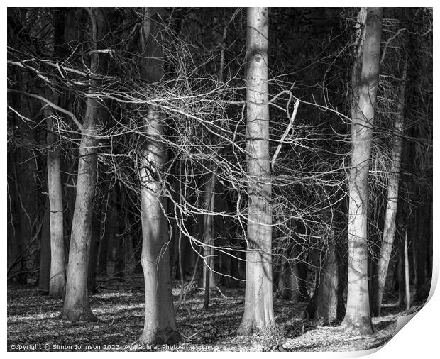 sunlit woodland h Print by Simon Johnson