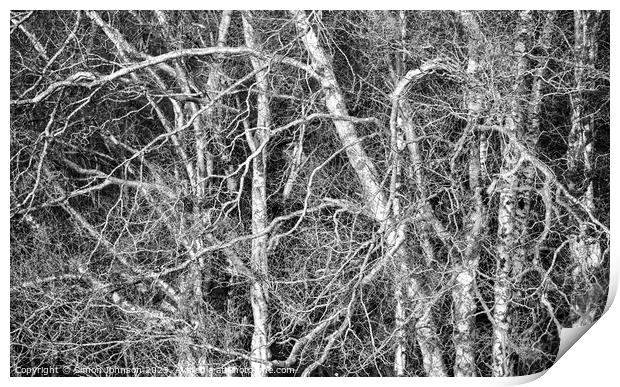 silver birch  Monochrome  Print by Simon Johnson