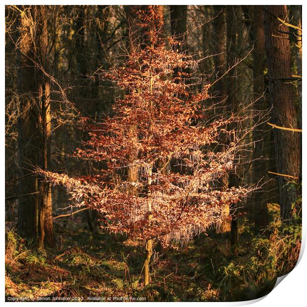 A tree in a forest Print by Simon Johnson