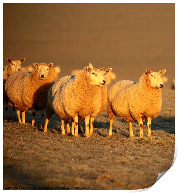 A group of sheep standing on top of a field Print by Simon Johnson