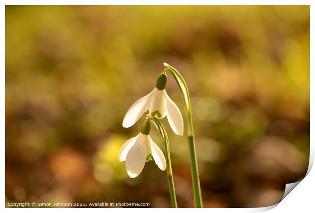 Close up of Sunlit Snowdrop flowers Print by Simon Johnson
