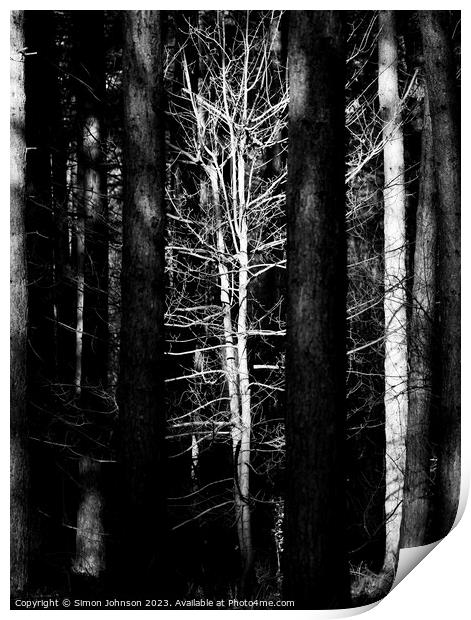 sunlit woodland Monochrome Print by Simon Johnson