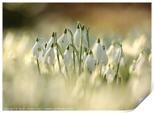 Sunlit Snowdrop Flowers  Print by Simon Johnson