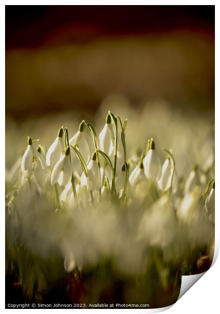 Snowdrop Flowers  Print by Simon Johnson