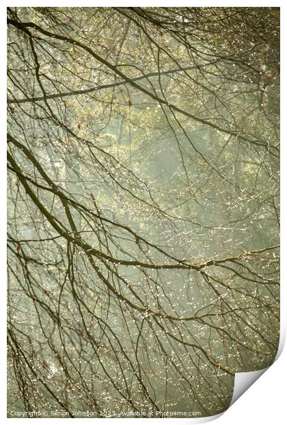 woodland dew drops Print by Simon Johnson