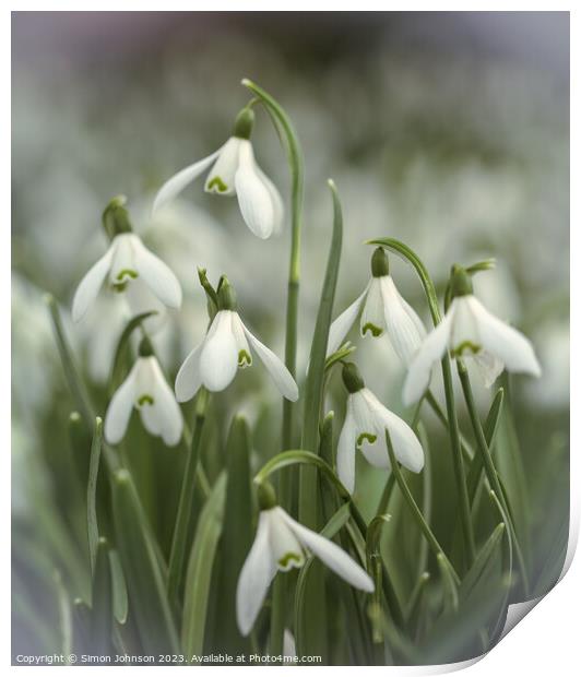 Snowdrop flowers Print by Simon Johnson