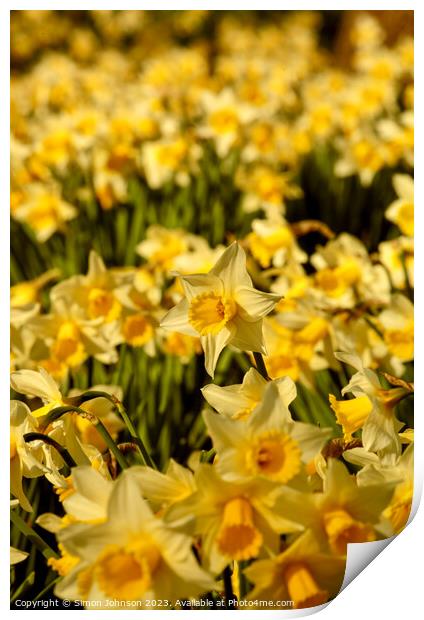 Daffodils  flowers Print by Simon Johnson