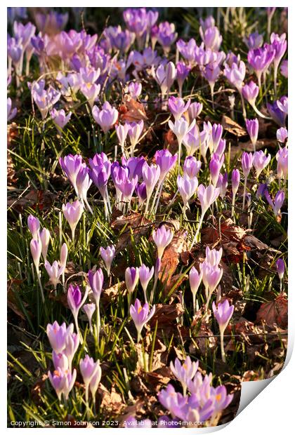 spring crocus Print by Simon Johnson