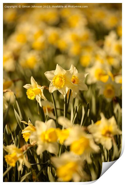  Daffodil  flowers for St Davids day Print by Simon Johnson