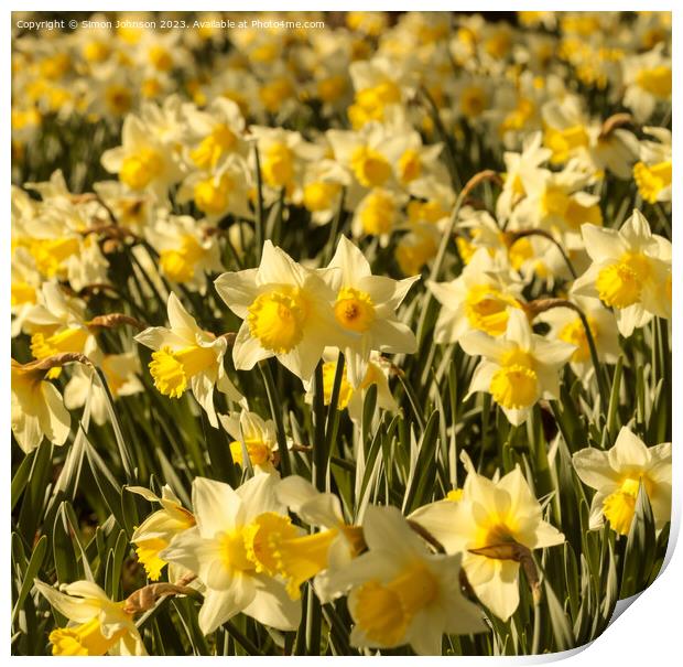 Sunlit Daffodil flower Print by Simon Johnson