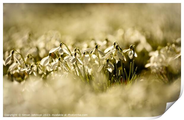  Sunlit snowdrops  Print by Simon Johnson