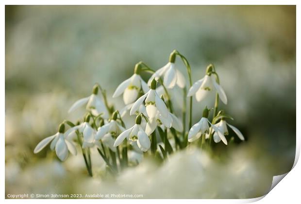 Snowdrop flower Print by Simon Johnson