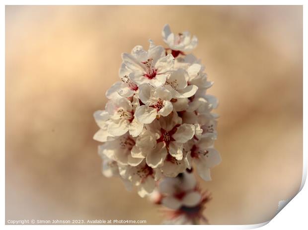 Sunlit blossom  Print by Simon Johnson