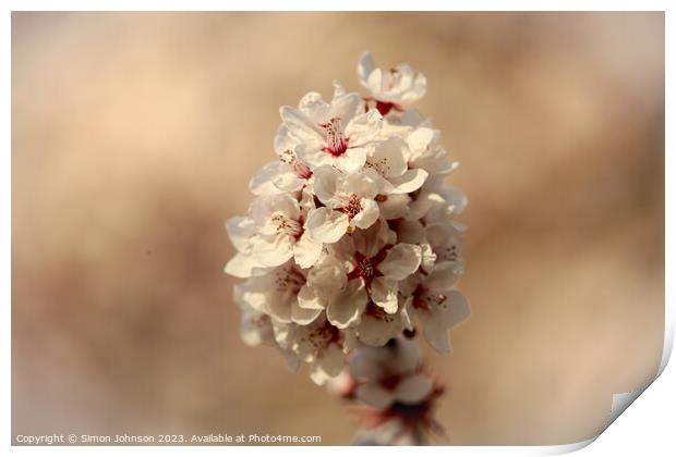Sunlit blossom  Print by Simon Johnson