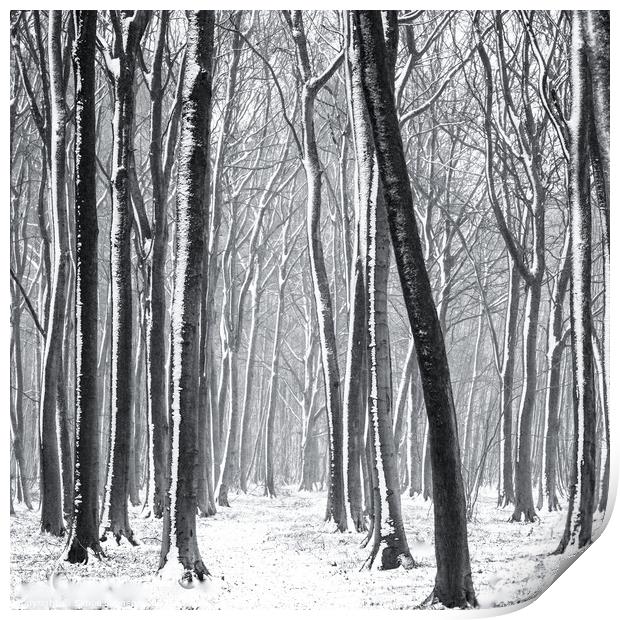 Snowy Woodland Path Print by Simon Johnson