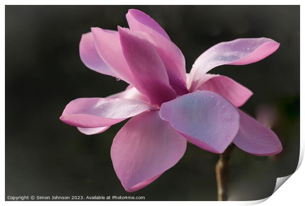 Magnolia Flower  Print by Simon Johnson
