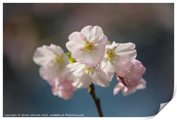 sunlit spring Cherry Blossom Print by Simon Johnson