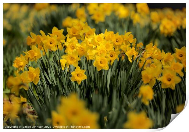 sunlit dafodils Print by Simon Johnson