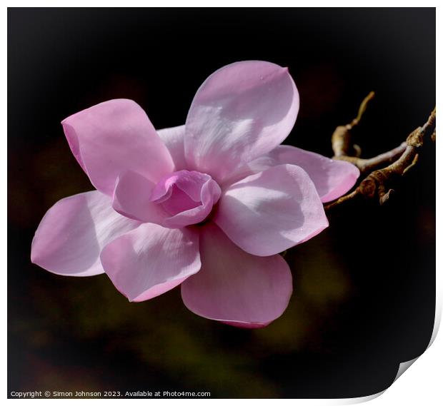 Magnolia flower Print by Simon Johnson