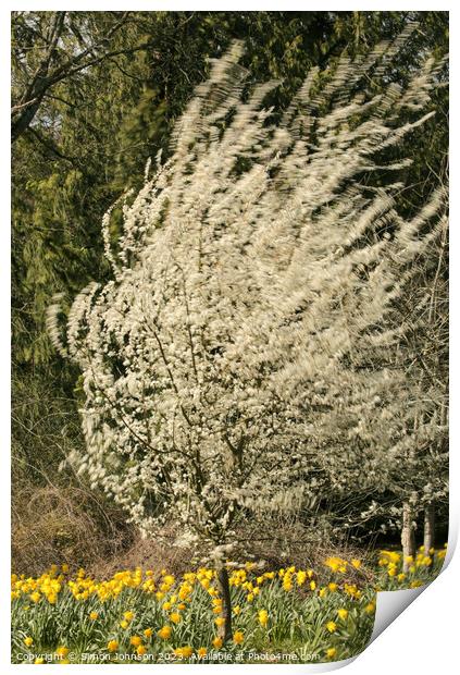 wind blown blossom and daffodils  Print by Simon Johnson