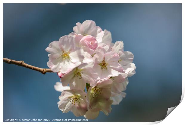 Cherry blossom  Print by Simon Johnson