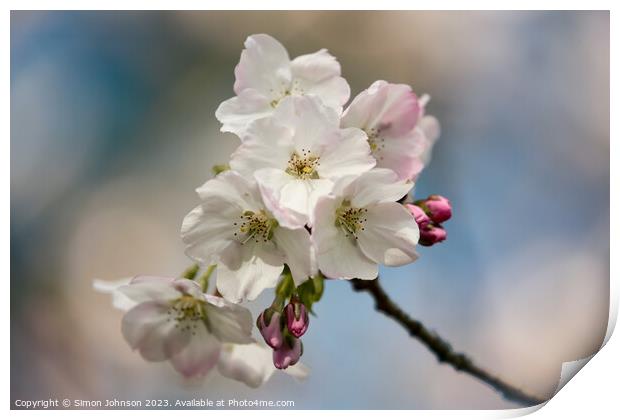 Spring blossom  Print by Simon Johnson