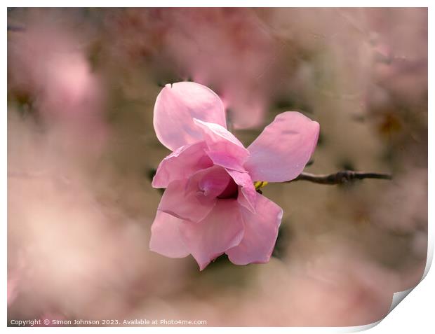Pink magnolia flower  Print by Simon Johnson