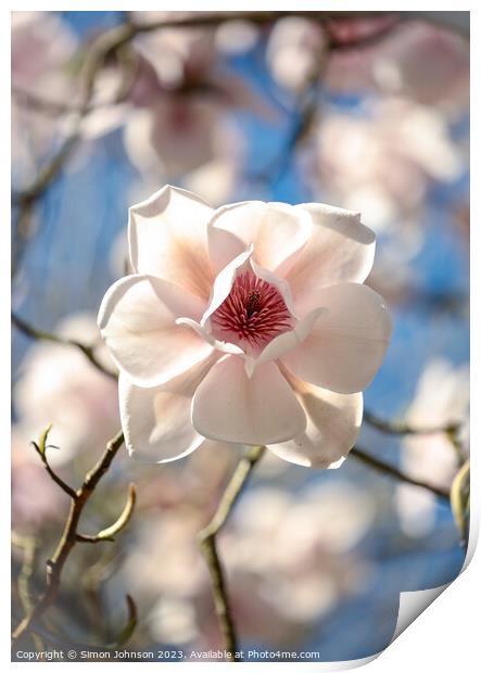 sunlit magnolia flower Print by Simon Johnson