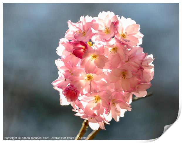sunlit Cherry blossom Print by Simon Johnson