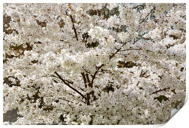The Bride  Cherry Blossom tree Print by Simon Johnson