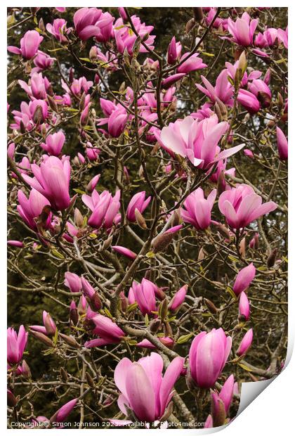 pink magnolia flowers Print by Simon Johnson