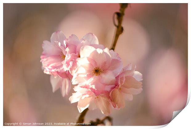 sunlit Cherry blossom  Print by Simon Johnson