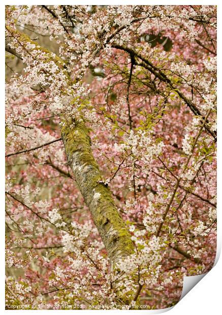 blossom tree profile Print by Simon Johnson