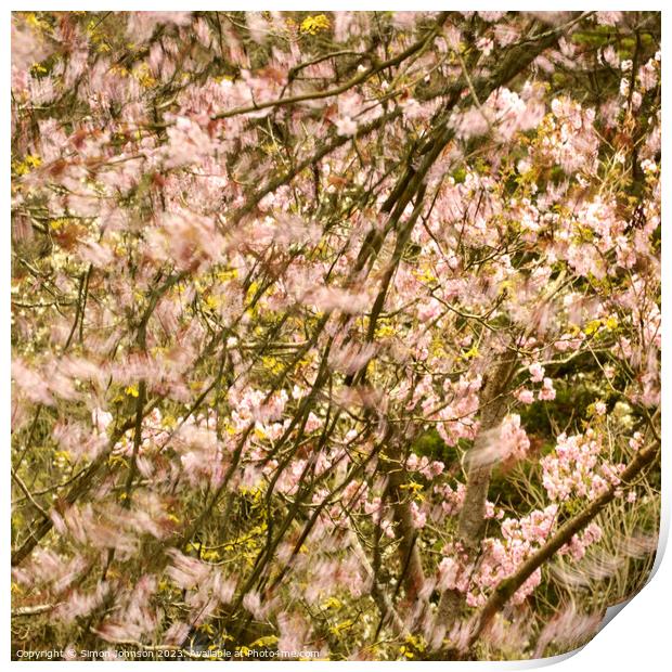 wind blown Cherry Blossom Print by Simon Johnson