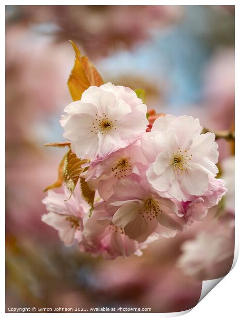 Spring Cherrry Blossom Print by Simon Johnson