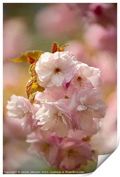 spring Cherry Blossom Print by Simon Johnson