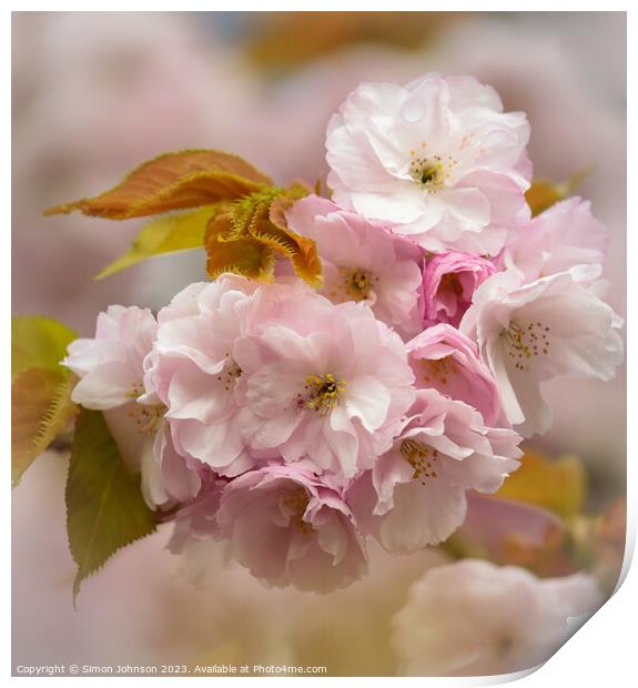 Cherry Blossom Print by Simon Johnson